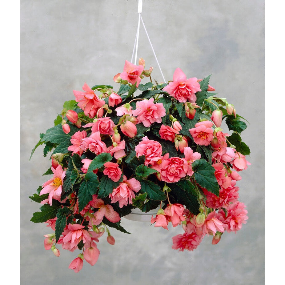 Begonia Pendula Pink 3-pakning